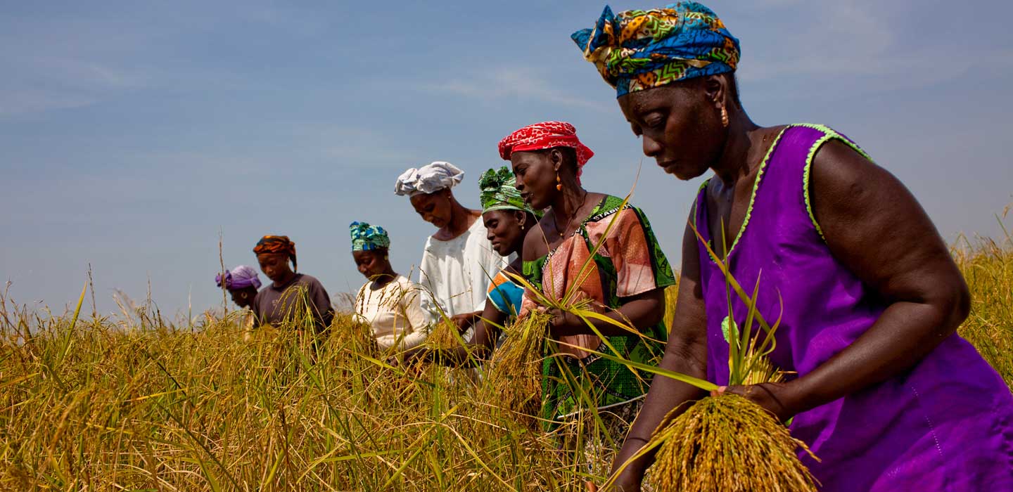 Successful-IFAD-supported-project-helps-influence-national-policy-in-The-Gambia.jpg